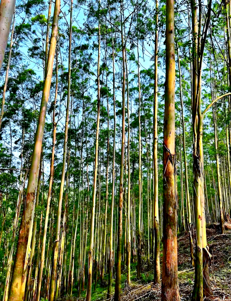 is eucalyptus wood good for outdoor furniture